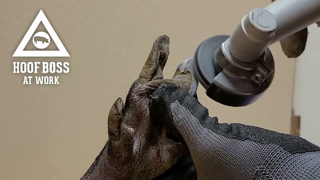 A Pig Being Trimmed with a Hoof Boss - Powered Hoof Trimmer at Work