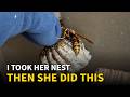 This Wasp Queen Never Used Her Sting — Even When I Took Her Nest.