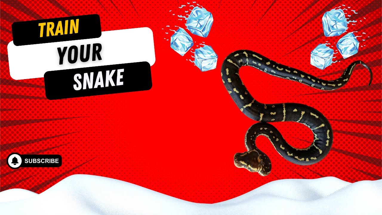 Picture Idea: Converting Your Snake Onto Frozen Thawed Snakes Invesrep