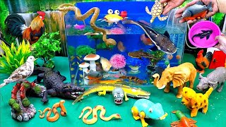 Catch Cute Animals, Rainbow Chicken, Rabbit, Turtle, Catfish, Crocodile, Goldfish, Frog by Tony FiSH 6,534 views 2 weeks ago 8 minutes, 29 seconds