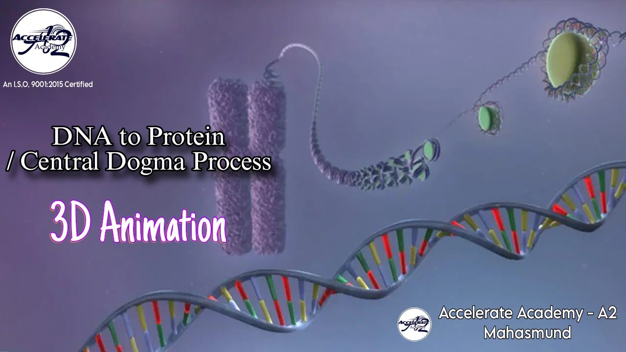 Dna to protien / Central dogma 3d animation 