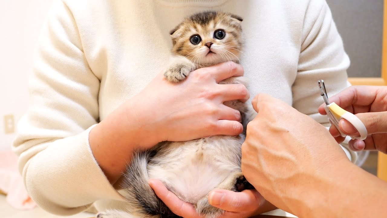 Расслабляетесь, танцуя?! Этот очаровательный котёнок терпеливо стрижёт когти.