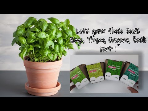 Video: Thyme (ramuan) - Sifat Bermanfaat Dan Penggunaan Thyme, Minyak Thyme. Thyme Menjalar, Biasa, Lemon, Bedbug, Hitam, Putih