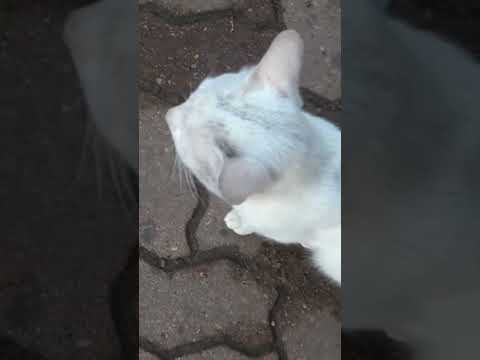 White cat - The sound of a stray cat crying is cute #cat