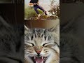 vi #funny #funnycats #howtogetheroplayersinluckyspin #lifeisbutadream #cute