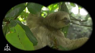 Rainforest Explorers - CPH VBS 2020