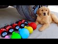 Crushing Crunchy & Soft Things By Car! Puppy EXPERIMENT: Car vs Coca Cola and Balloons