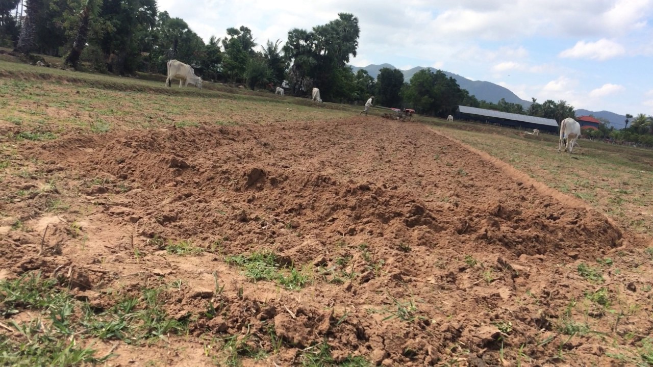Countryside -  Plaughing rice field in cambodia