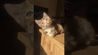 He Enjoys Sunbathing😹