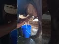 Cow Milking By Hand Short 