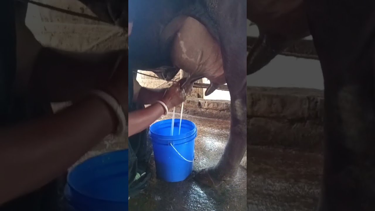 Cow Milking By Hand Short