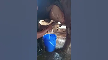 Cow Milking By Hand Short 