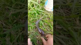 Asik mancing dapat ikan lele!! #mancing #ikanlele #shorts #fyp