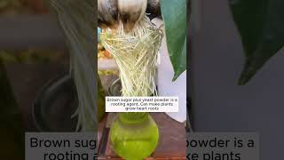 4 tips from brown sugar  #agriculture #farming #gardening