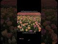 کبھی کبھی دل کے اندر ایک خاموش اداسی بسی ہوتی ہے، جسے صرف اللہ ہی جانتا ہے۔ #emotional #shortsfeed