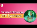 Transport physiology 3d atp synthase atpase