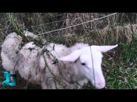 Видео: Хищна алдрованда везикуларна