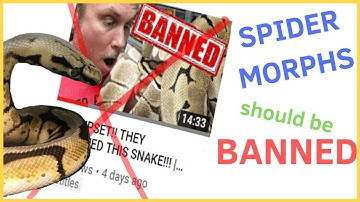 SPIDER Ball Pythons Should Be BANNED! | CANCEL BRIAN BARCZYK