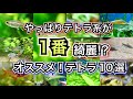 【熱帯魚の王道】テトラ系の体色が一番綺麗!? オススメのテトラ系10選【小型水槽 アクアリム】