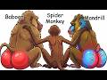 Every Animal With An Interesting Butt Explained in 26 Minutes