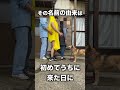 愛犬コロちゃんのヤバすぎる雑学#shorts