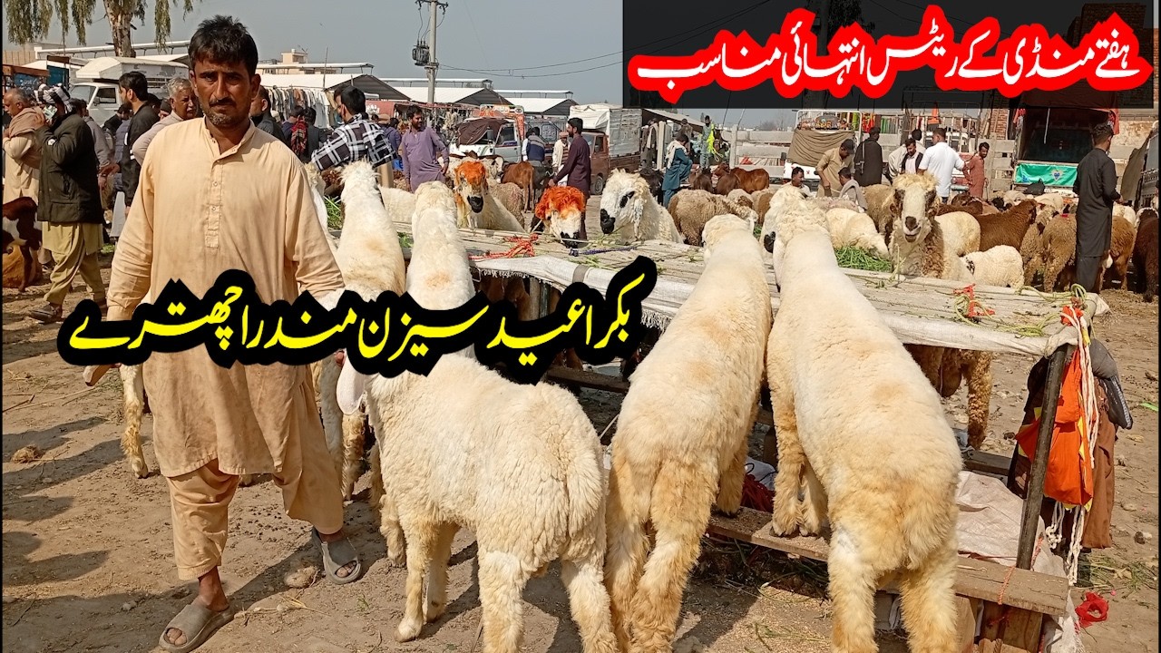 Desi Chatray Ki Mandi Mein Aaj Kya Rate Chal Raha Hai? Bakra Eid 2026