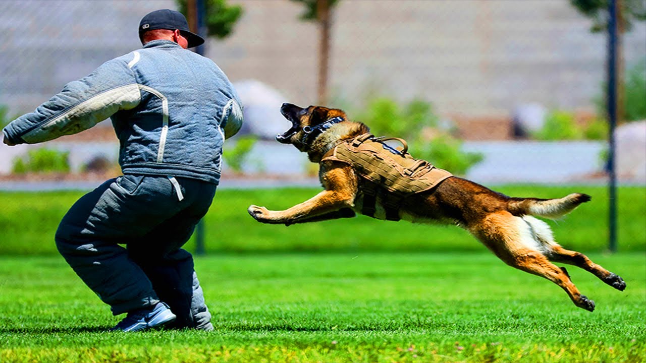 How To Defend Against Dog Attack Most Dangerous Dog Dangerous Dog