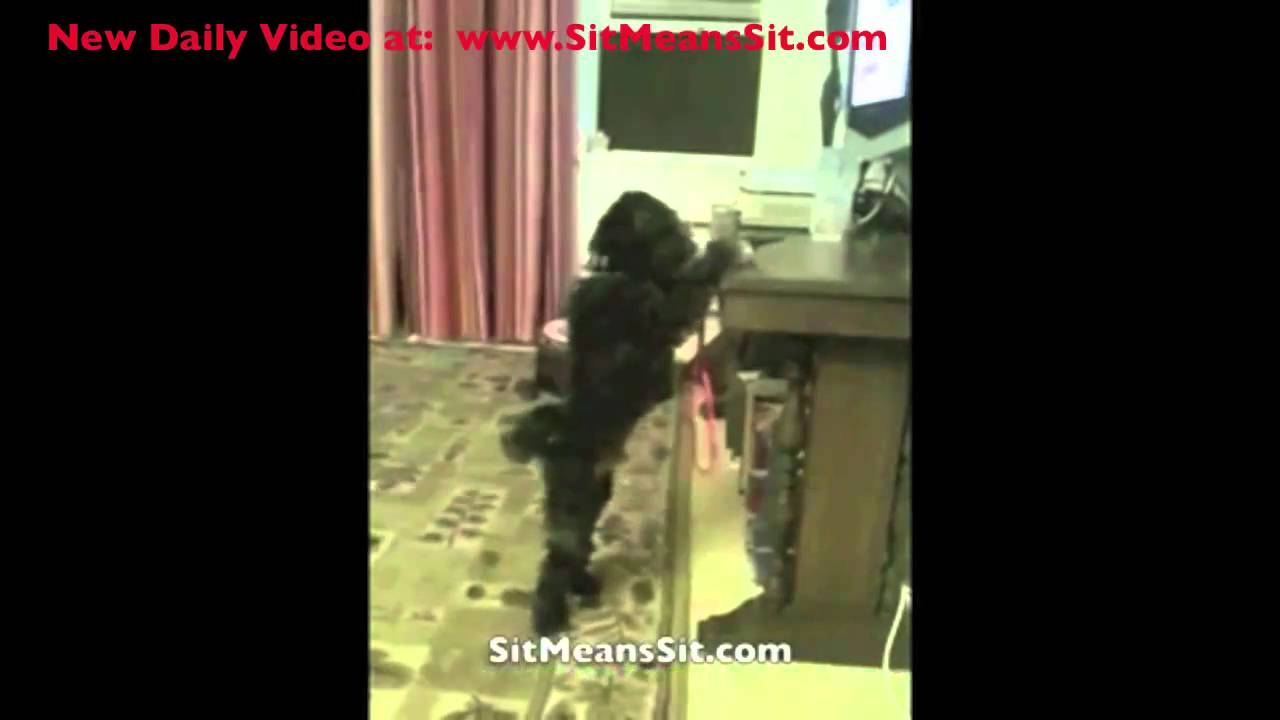 Dog loves his Sit Means Sit dog training remote collar YouTube