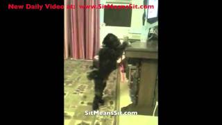 Dog loves his Sit Means Sit dog training remote collar
