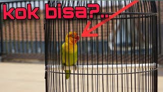 Download Lagu kenapa lovebird bisa melet MP3