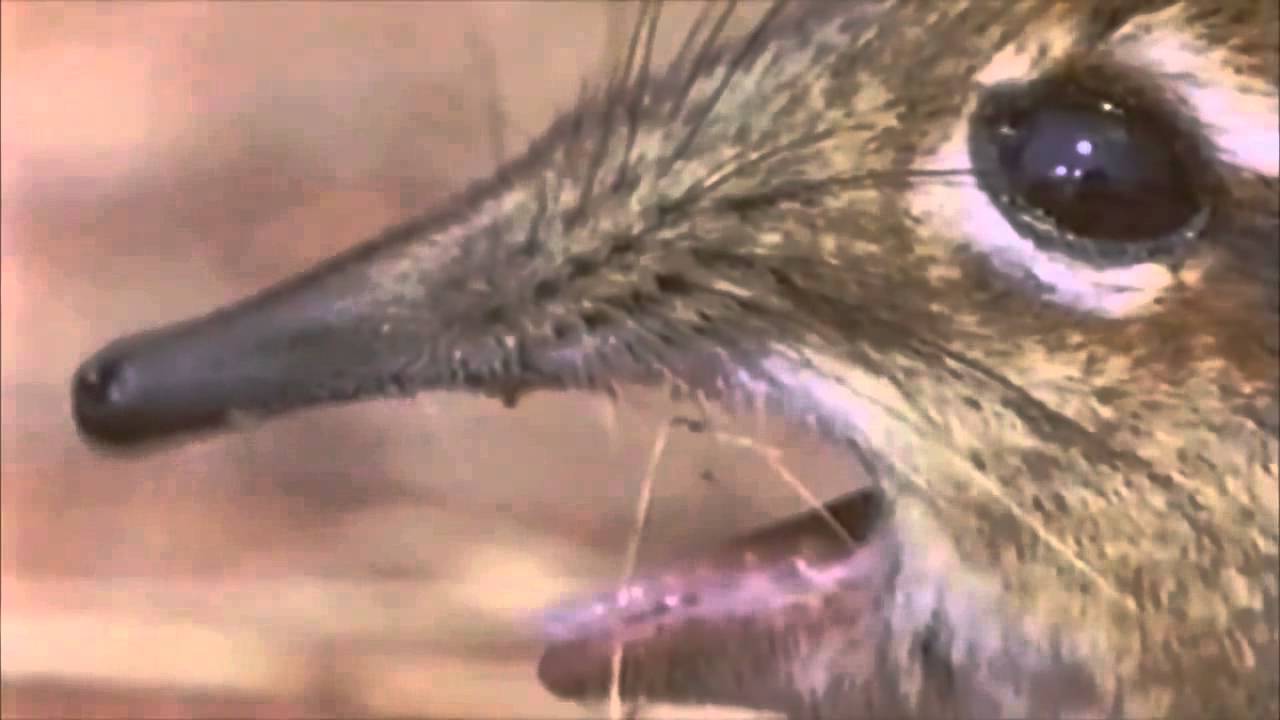 Take A Closer Look At That Snout Opera