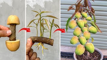 The technique of cuttings mango branches using Coca Cola stimulates super-fast growth