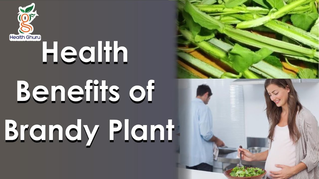 These are the medicinal properties of the brandy plant health tips