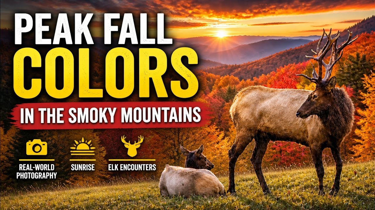 Peak Fall Colors in the Smoky Mountains | Sunrise, Elk & Real-World ...