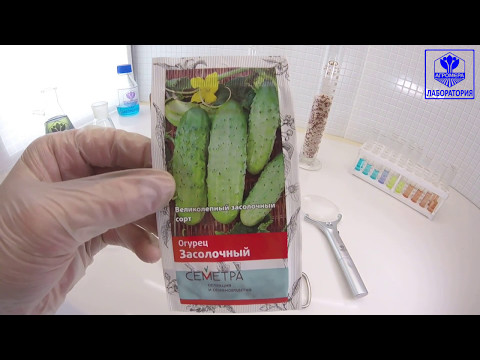 Огурец Засолочный. (Семетра) Поиск