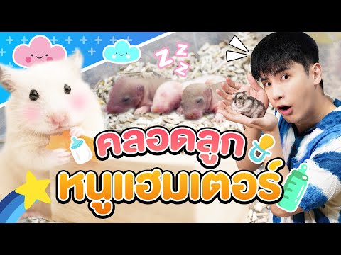 ทำคลอดหนูน้อย?! น้องเฟอร์บี้มีทายาทหนูแฮมเตอร์แล้ว (ตัวเล็กจิ๋วเดียว ฮาๆ)