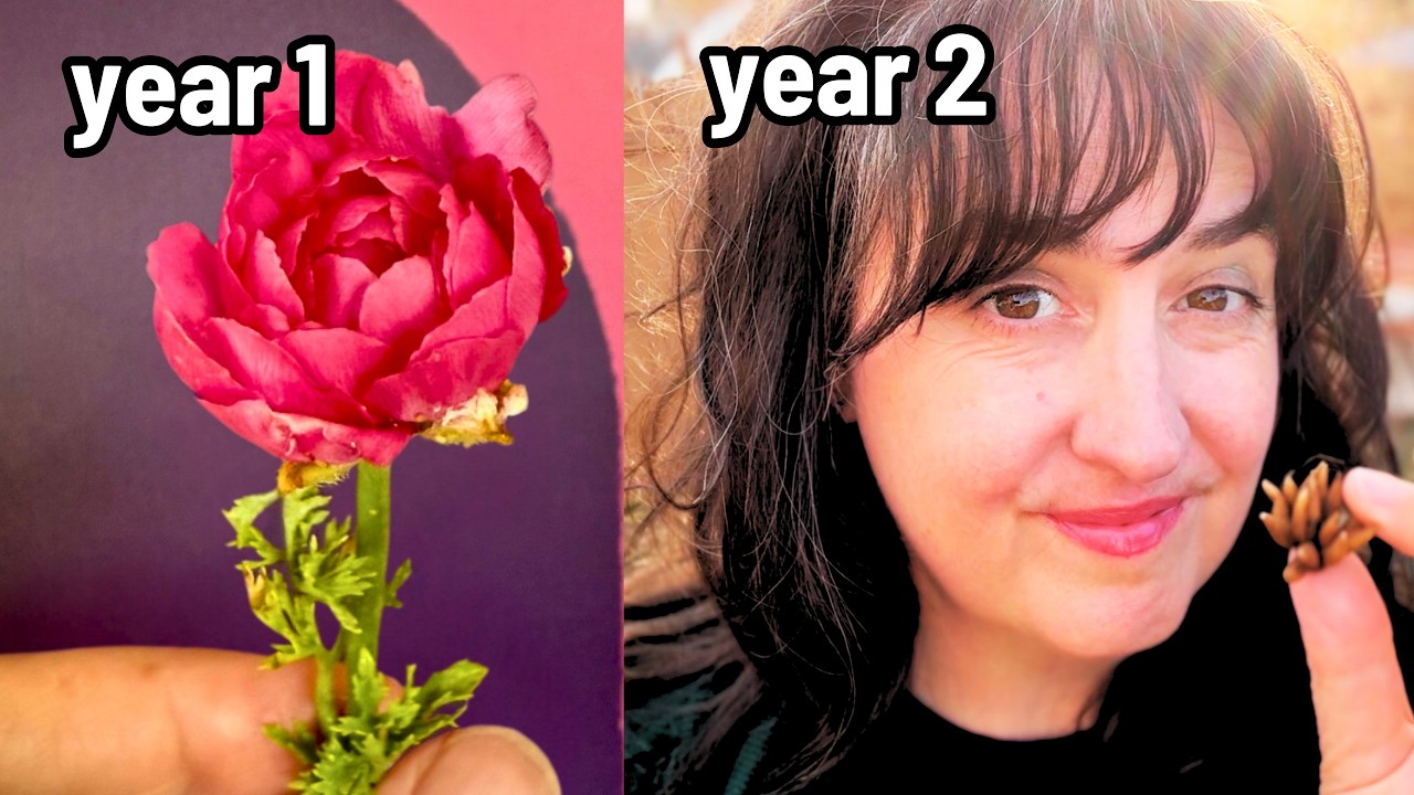 В прошлом году я вырастила 3 ​​крошечных лютика 🌸 В этом году я пытаюсь вырастить 500.