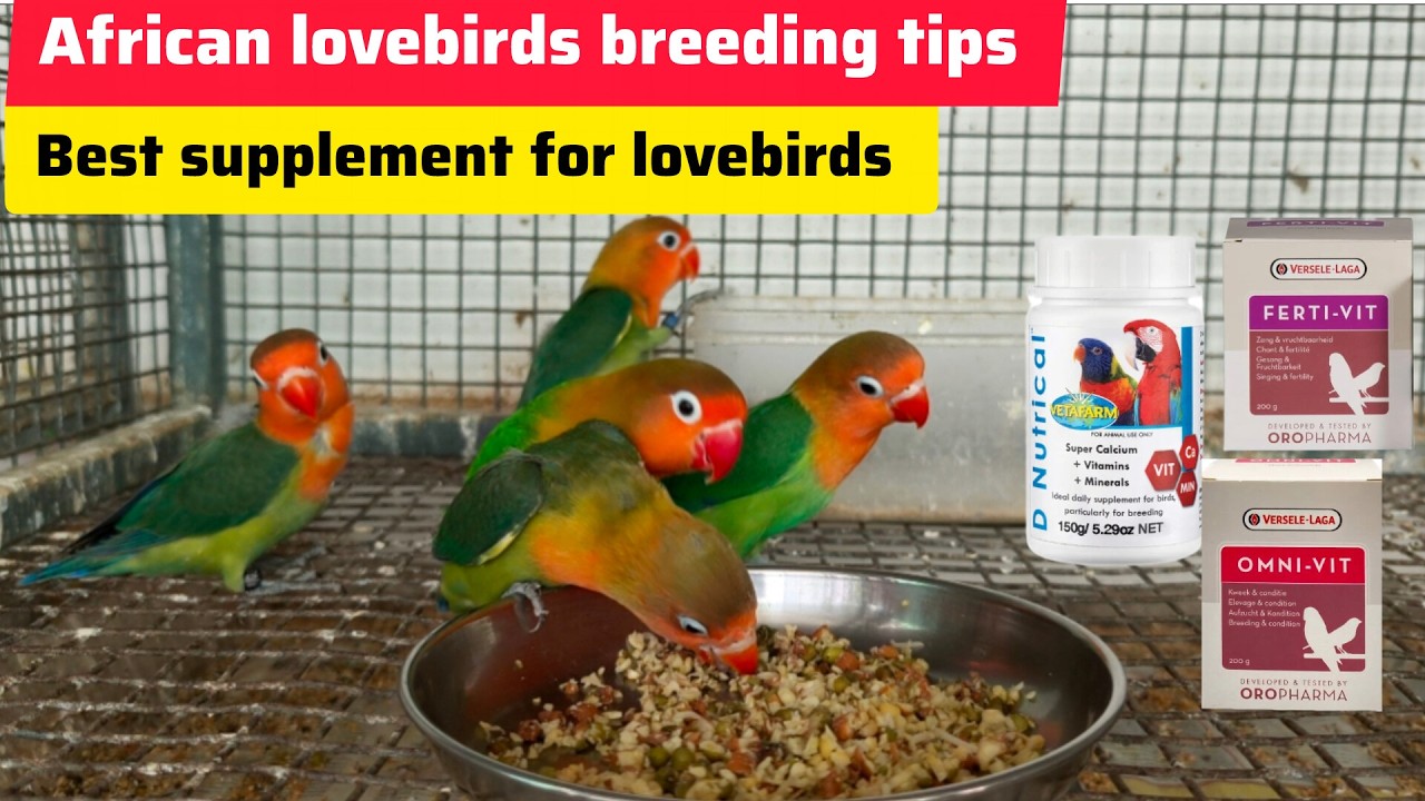 African lovebirds breeding tips & best breeding supplements for lovebirds 