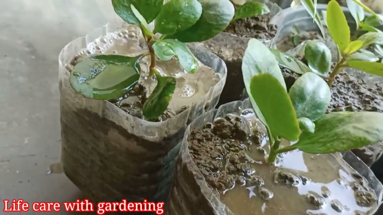 kalanchoe plant potting soil mix ll. kalanchoe plant repotting ll YouTube