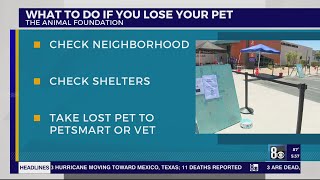 Here's what to do if you lost a pet
