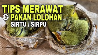 Tips perawatan dan pakan lolohan sirtu / sirpu