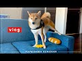 ハーネスをつけると硬直する犬 | VLOG【豆柴】