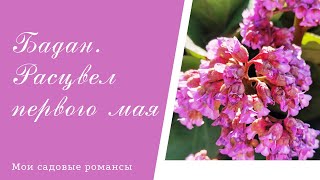 #Бадантолстолистный. Неприхотливая  и  лечебная #многолетняятрава.#shorts