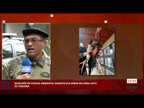 Batalhão de Polícia Ambiental desarticula Rinha na zona leste de Teresina 17 01 2024