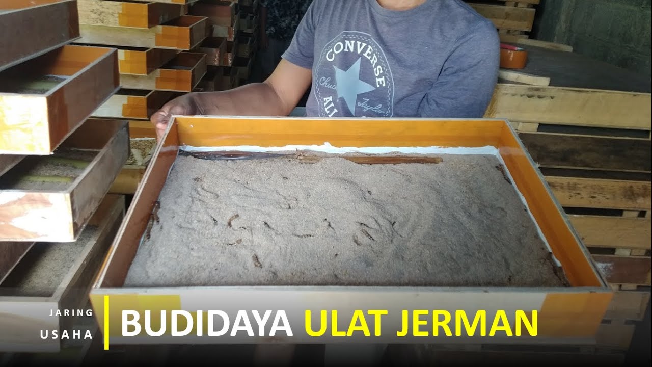 Peluang Usaha Baru !!! Budidaya Ulat Jerman Lengkap Dari Nol Hingga Panen