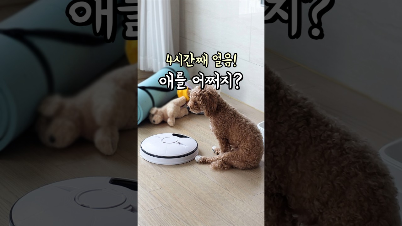 몇시간째 이러고 있는데 애를 어쩌지? #강아지급식기