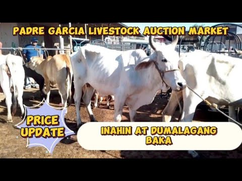 Price update ng inahin at dumalagang baka,,Cattle trading capital of ...