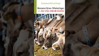 120 Kühe: 77.800 € mehr durch bessere Grassilage + Maissilage, trotz 40 Cent Milchpreis
