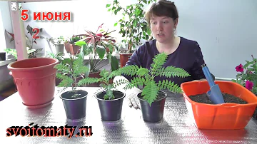 Жакаранда мимозолистная - выращивание из семян