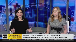 Beaver County Humane Society faces "unprecedented crisis" after taking in 30 cats from severe hoardi